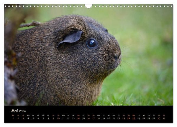 Produktbild: Meerschweinchen - Kleine s&uuml;&szlig;e Fellnasen (Wandkalender 2026 DIN A3 quer), CALVENDO Monatskalender
