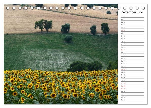 Produktbild: Ein Jahr lang Sonnenblumen (Tischkalender 2026 DIN A5 quer), CALVENDO Monatskalender