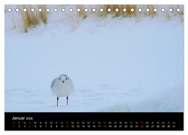 Produktbild: Die Ostsee - Ein Jahr am Meer (Tischkalender 2026 DIN A5 quer), CALVENDO Monatskalender