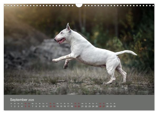 Produktbild: Fantastische Bullterrier - Sieger im Herzen (Wandkalender 2026 DIN A3 quer), CALVENDO Monatskalender