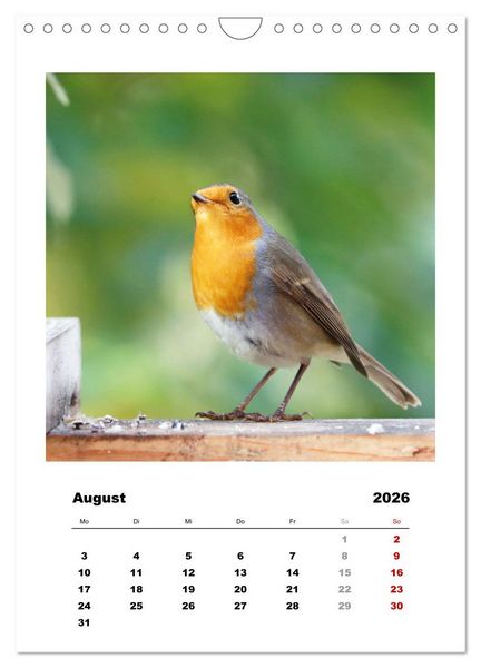 Produktbild: Rotkehlchen, s&uuml;&szlig;e kleine Knutschkugeln (Wandkalender 2026 DIN A4 hoch), CALVENDO Monatskalender