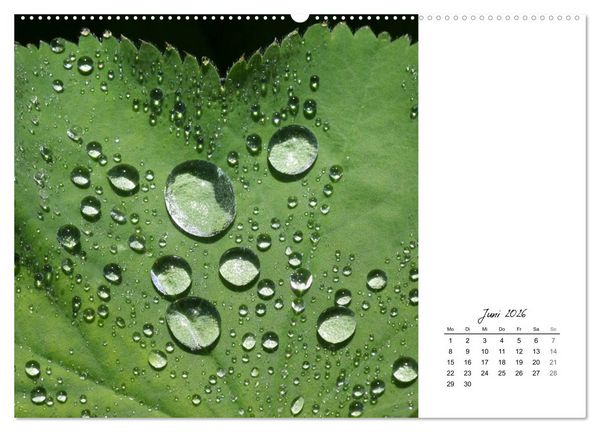 Produktbild: Blattkunst (hochwertiger Premium Wandkalender 2026 DIN A2 quer), Kunstdruck in Hochglanz