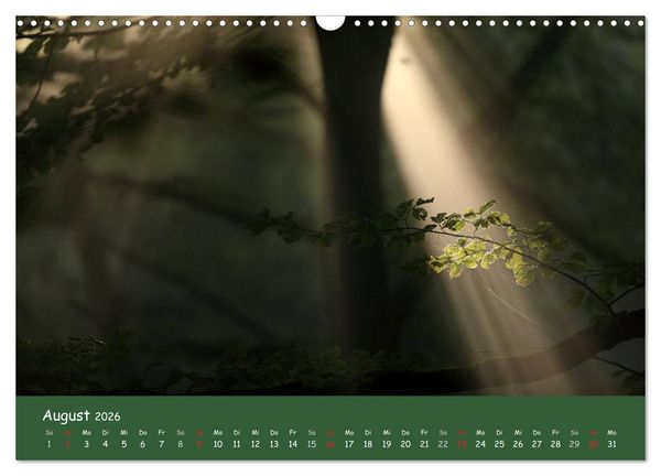 Produktbild: Lichter im Wald (Wandkalender 2026 DIN A3 quer), CALVENDO Monatskalender