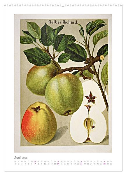 Produktbild: &Auml;pfel/Appels. Alte ostfriesische Sorten (hochwertiger Premium Wandkalender 2026 DIN A2 hoch), Kunstdruck in Hochglanz