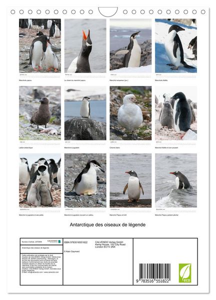 Produktbild: Antarctique des oiseaux de l&eacute;gende (Calendrier mural 2026 DIN A4 horizontal), CALVENDO calendrier mensuel