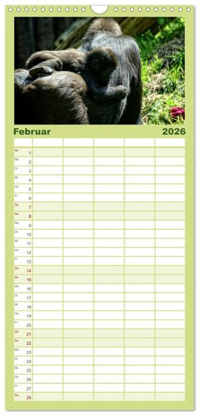 Produktbild: Familienplaner 2026 - Gorillas - Die sanften Wilden mit 5 Spalten (Wandkalender, 21 x 45 cm) CALVENDO