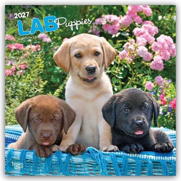 Produktbild: Labrador Retriever Puppies &ndash; Labrador Retriever Welpen 2027 &ndash; 16-Monatskalender