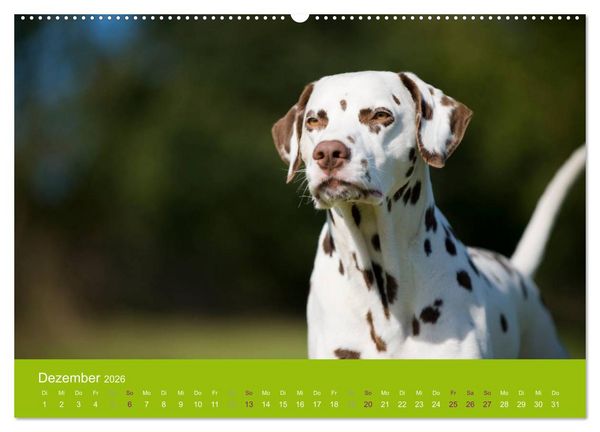 Produktbild: Dalmatiner 2026 (Wandkalender 2026 DIN A2 quer), CALVENDO Monatskalender
