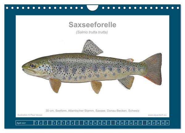 Produktbild: Fisch als Kunst 2027: Seeforellen (Wandkalender 2027 DIN A4 quer), CALVENDO Monatskalender