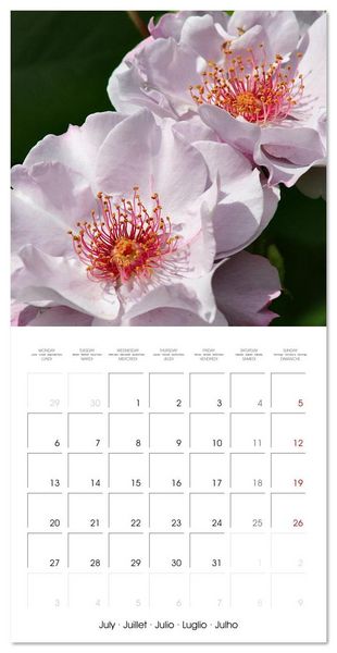 Produktbild: LE PARFUM ENVO&Ucirc;TANT DES ROSES (Calendrier mural carr&eacute; 2026 30x30 cm) Calendrier double avec une page pour vos prises de notes