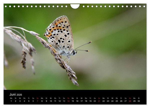 Produktbild: Schmetterlinge in Deutschland (Wandkalender 2026 DIN A4 quer), CALVENDO Monatskalender