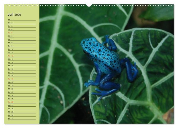 Produktbild: Frosch m&uuml;sste man sein! (hochwertiger Premium Wandkalender 2026 DIN A2 quer), Kunstdruck in Hochglanz