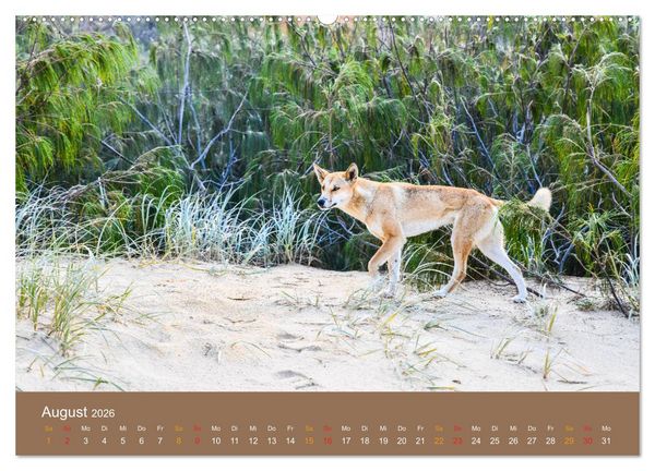 Produktbild: Australien, tierischer Kontinent (Wandkalender 2026 DIN A2 quer), CALVENDO Monatskalender