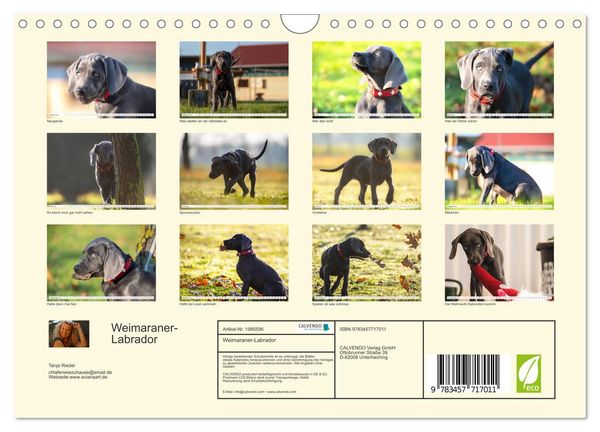 Produktbild: Weimaraner-Labrador (Wandkalender 2026 DIN A4 quer), CALVENDO Monatskalender