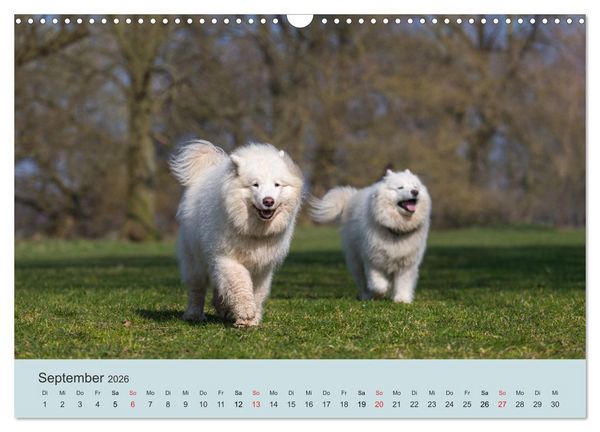 Produktbild: Samojeden - Liebenswerte Fellkugeln (Wandkalender 2026 DIN A3 quer), CALVENDO Monatskalender