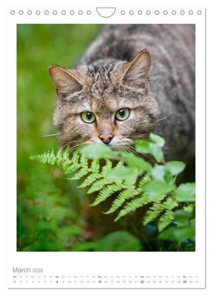 Produktbild: European Wildcats (Wall Calendar 2026 DIN A4 portrait), CALVENDO 12 Month Wall Calendar