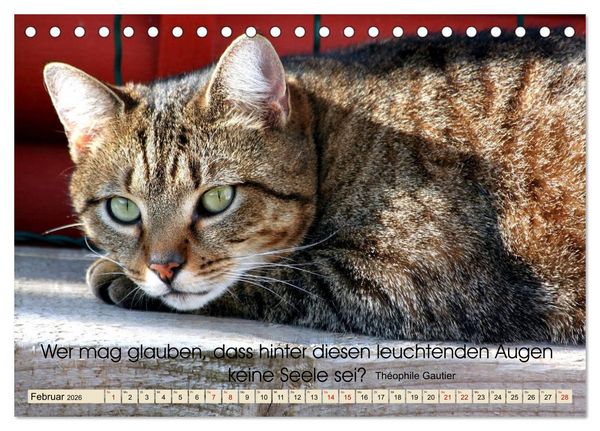 Produktbild: Samtpfoten Lebendige Poesie (Tischkalender 2026 DIN A5 quer), CALVENDO Monatskalender