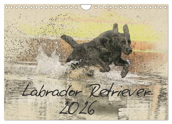Produktbild: Labrador Retriever 2026 (Wandkalender 2026 DIN A4 quer), CALVENDO Monatskalender