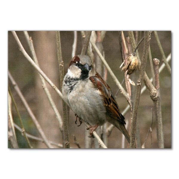 Produktbild: Lais Puzzle Spatz 500 Teile