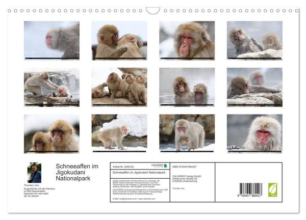Produktbild: Schneeaffen im Jigokudani Nationalpark (Wandkalender 2026 DIN A3 quer), CALVENDO Monatskalender
