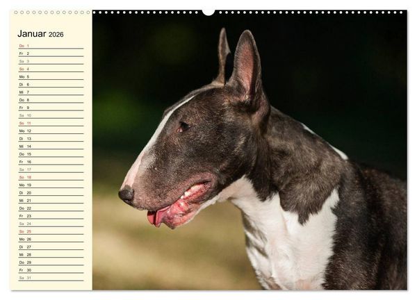 Produktbild: Bullterrier (hochwertiger Premium Wandkalender 2026 DIN A2 quer), Kunstdruck in Hochglanz
