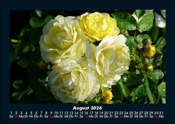 Produktbild: Rosen-Kalender 2026 Fotokalender DIN A5