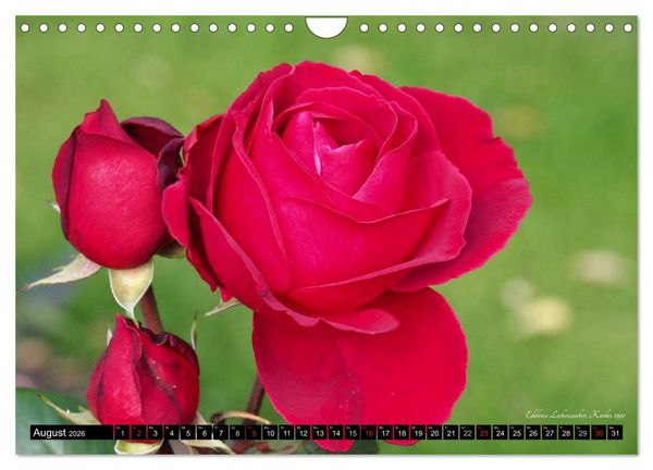Produktbild: Edle Rosen (Wandkalender 2026 DIN A4 quer), CALVENDO Monatskalender