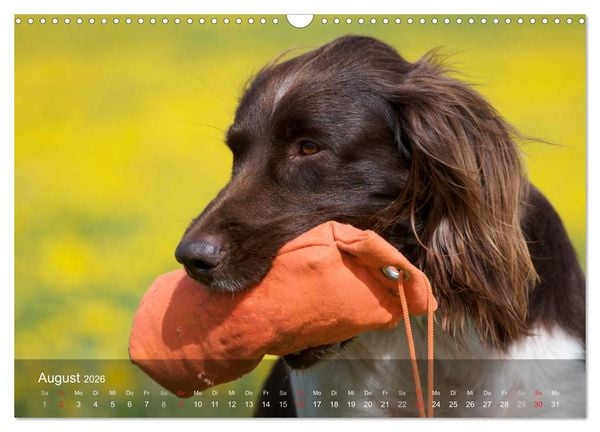 Produktbild: Kleiner M&uuml;nsterl&auml;nder Vorstehhund (Wandkalender 2026 DIN A3 quer), CALVENDO Monatskalender
