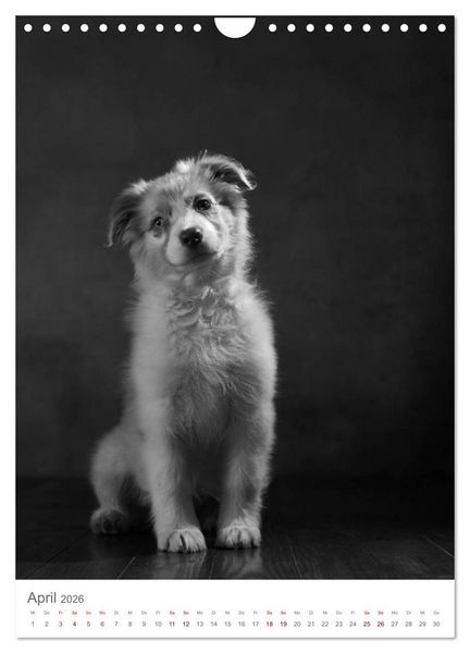 Produktbild: Fine Art Hundeportraits (Wandkalender 2026 DIN A4 hoch), CALVENDO Monatskalender