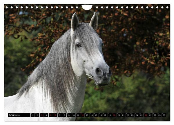 Produktbild: Traumpferde - F&uuml;rstliche Hofreitschule B&uuml;ckeburg (Wandkalender 2026 DIN A4 quer), CALVENDO Monatskalender