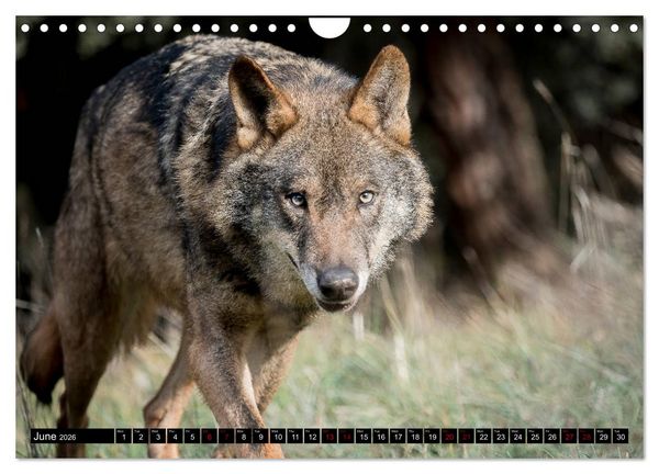 Produktbild: Wolves, Wild Spirits (Wall Calendar 2026 DIN A4 landscape), CALVENDO 12 Month Wall Calendar