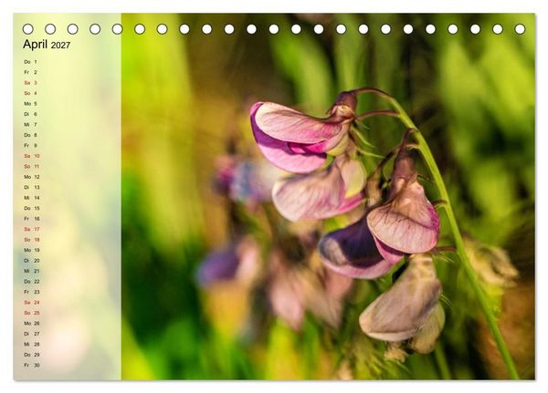 Produktbild: Sommerliche Bl&uuml;tenpoesie (Tischkalender 2027 DIN A5 quer), CALVENDO Monatskalender