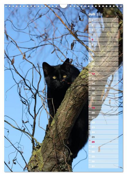 Produktbild: Hauskatzen (Wandkalender 2026 DIN A3 hoch), CALVENDO Monatskalender