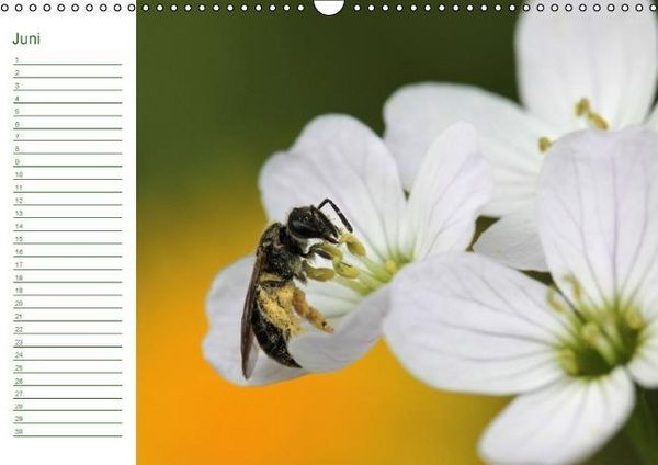 Produktbild: Bienen - Emsige Helfer (Wandkalender immerw&auml;hrend DIN A3 quer)