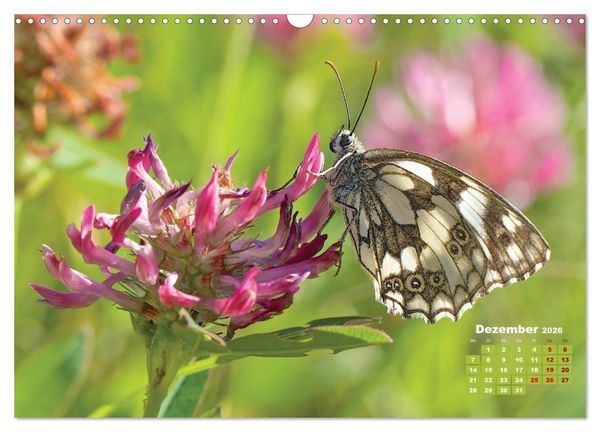 Produktbild: GEOclick Lernkalender: Portr&auml;ts einheimischer Schmetterlinge (Wandkalender 2026 DIN A3 quer), CALVENDO Monatskalender