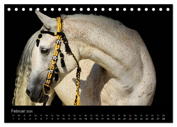 Produktbild: Magische Momente - Pferde Horses Caballos (Tischkalender 2026 DIN A5 quer), CALVENDO Monatskalender