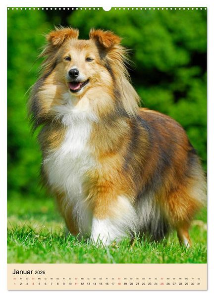 Produktbild: Sheltie - Wirbelwind auf 4 Pfoten (Wandkalender 2026 DIN A2 hoch), CALVENDO Monatskalender