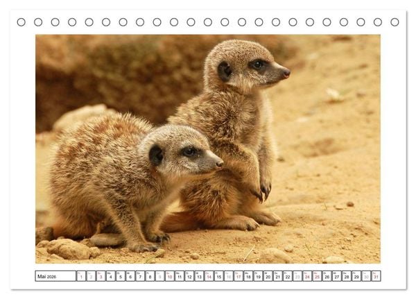 Produktbild: Kleine Schelme - Tierbabys (Tischkalender 2026 DIN A5 quer), CALVENDO Monatskalender