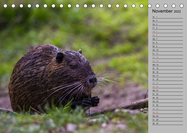 Produktbild: Nutrias (Myocastor coypus) (Tischkalender 2022 DIN A5 quer)