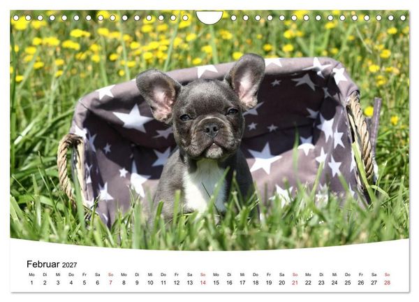 Produktbild: Bullys - Franz&ouml;sische Bulldoggen 2027 (Wandkalender 2027 DIN A4 quer), CALVENDO Monatskalender