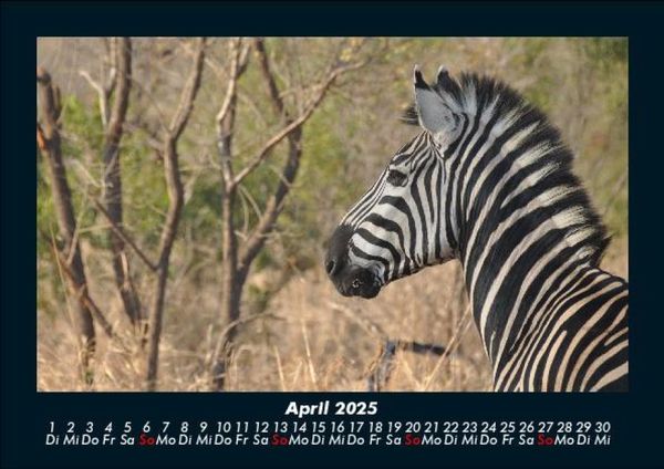 Produktbild: Zebrazauber 2025 Fotokalender DIN A5