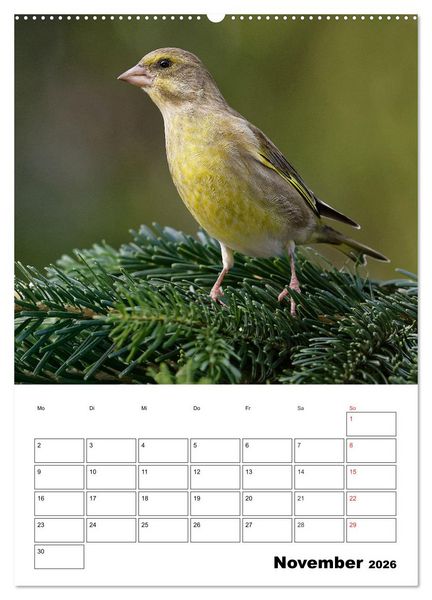 Produktbild: Bezaubernde V&ouml;gel im heimischen Garten (Wandkalender 2026 DIN A2 hoch), CALVENDO Monatskalender