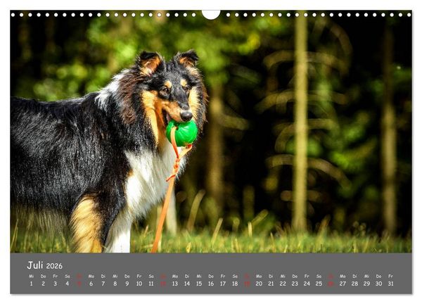 Produktbild: Einmal Collie - immer Collie (Wandkalender 2026 DIN A3 quer), CALVENDO Monatskalender