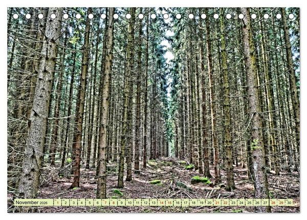 Produktbild: Verwunschene Waldtr&auml;ume: Ein Kalender voller Magie (Tischkalender 2026 DIN A5 quer), CALVENDO Monatskalender