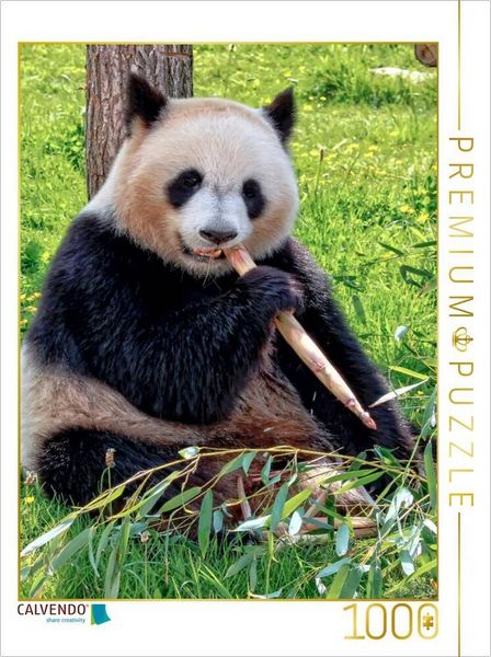 Produktbild: CALVENDO Puzzle Panda | 1000 Teile Lege-Gr&ouml;&szlig;e 64x48cm Foto-Puzzle f&uuml;r gl&uuml;ckliche Stunden