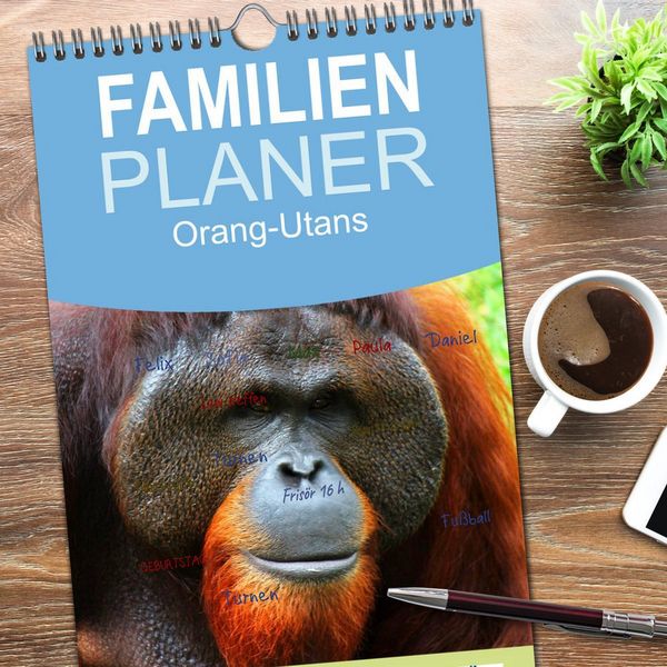 Produktbild: Familienplaner 2026 - Orang-Utans mit 5 Spalten (Wandkalender, 21 x 45 cm) CALVENDO