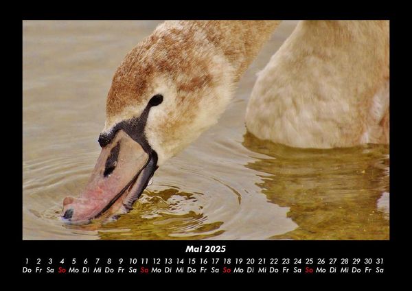 Produktbild: Welt der V&ouml;gel 2025 Fotokalender DIN A3