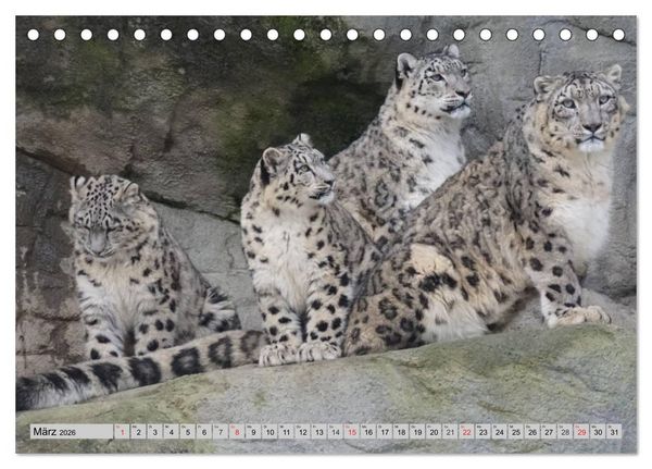 Produktbild: Schneeleoparden. Perfekte Raubkatzen-Sch&ouml;nheiten (Tischkalender 2026 DIN A5 quer), CALVENDO Monatskalender