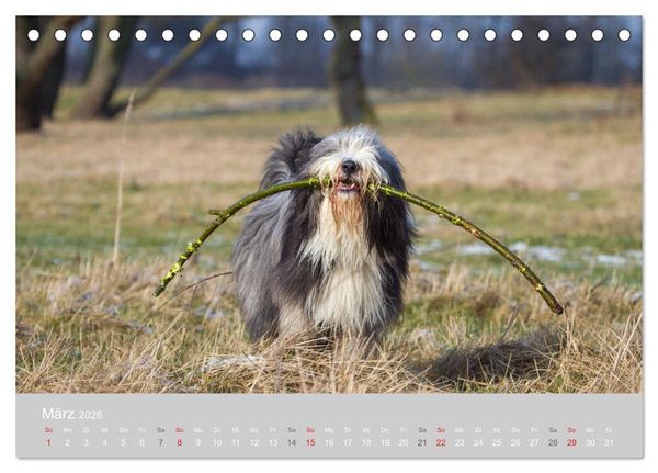 Produktbild: BEARDED COLLIES 2026 (Tischkalender 2026 DIN A5 quer), CALVENDO Monatskalender