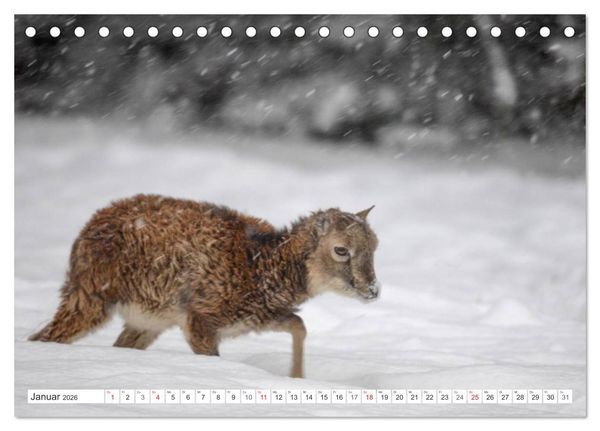 Produktbild: Emotionale Momente: Muffelwild. (Tischkalender 2026 DIN A5 quer), CALVENDO Monatskalender
